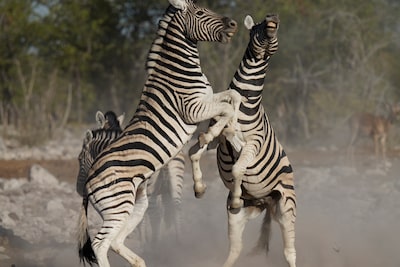 Image of two zebras facing each other with their front hooves raised