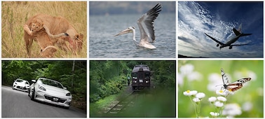 Example images of a lion, bird, airplane, car, train and butterfly