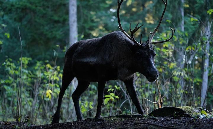 Image showing moose in silhouette against forest background