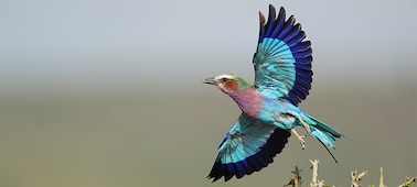 Example image of a bird in flight