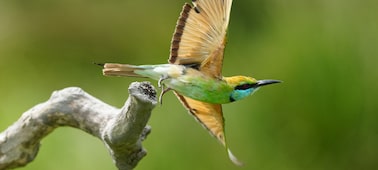 Example image showing the moment that a bird takes flight from a branch