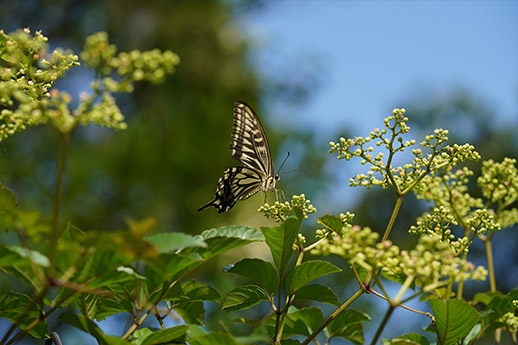 More control over your depth of field